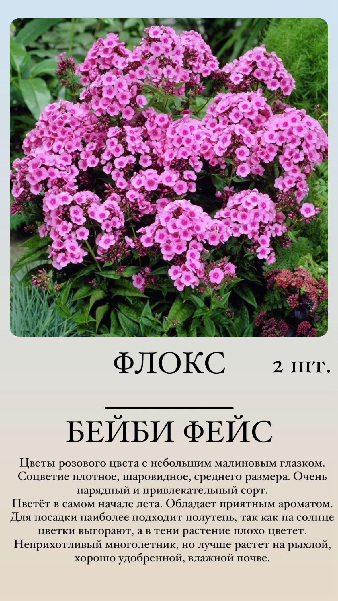 Флоксы характеристика