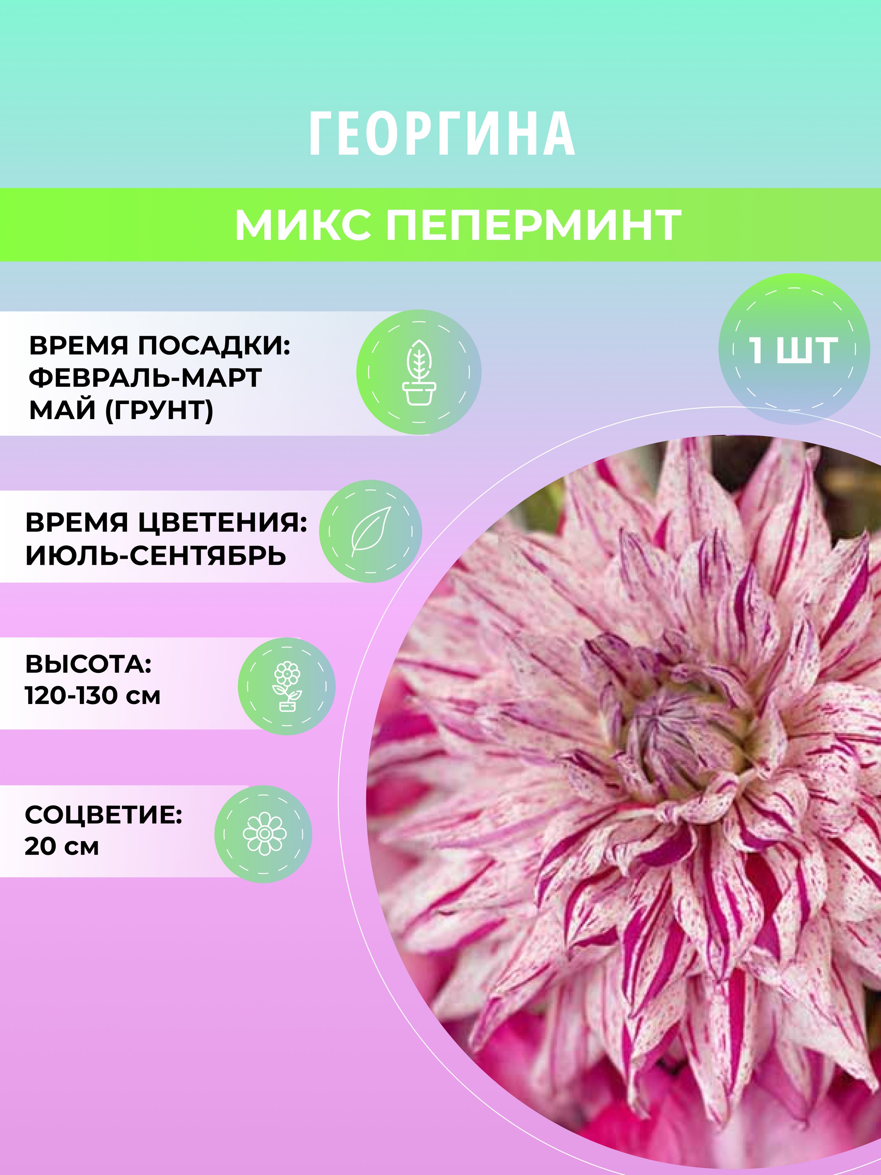 Георгин майами фубуки