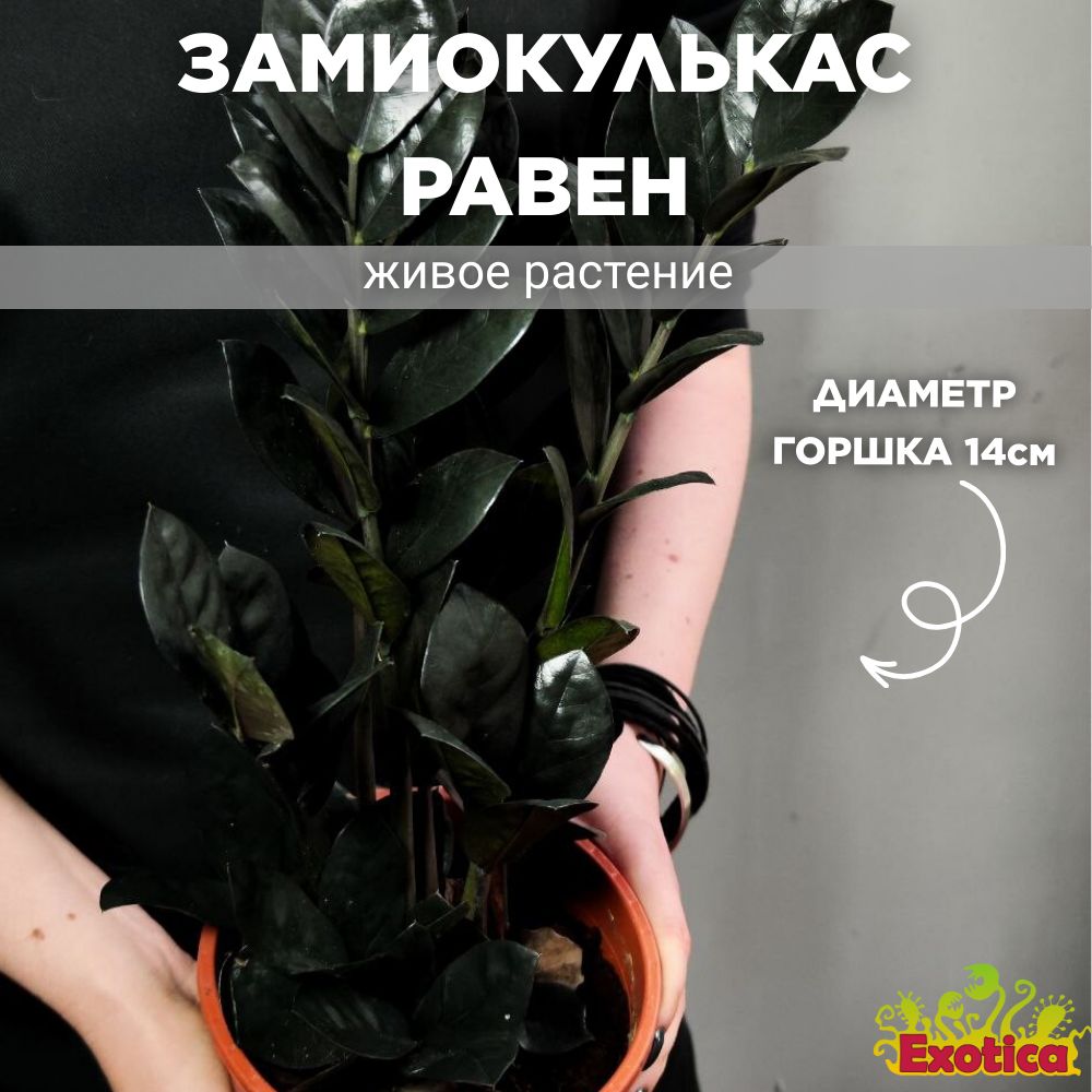 Замиокулькас Равен (Zamioculcas Raven) D14см