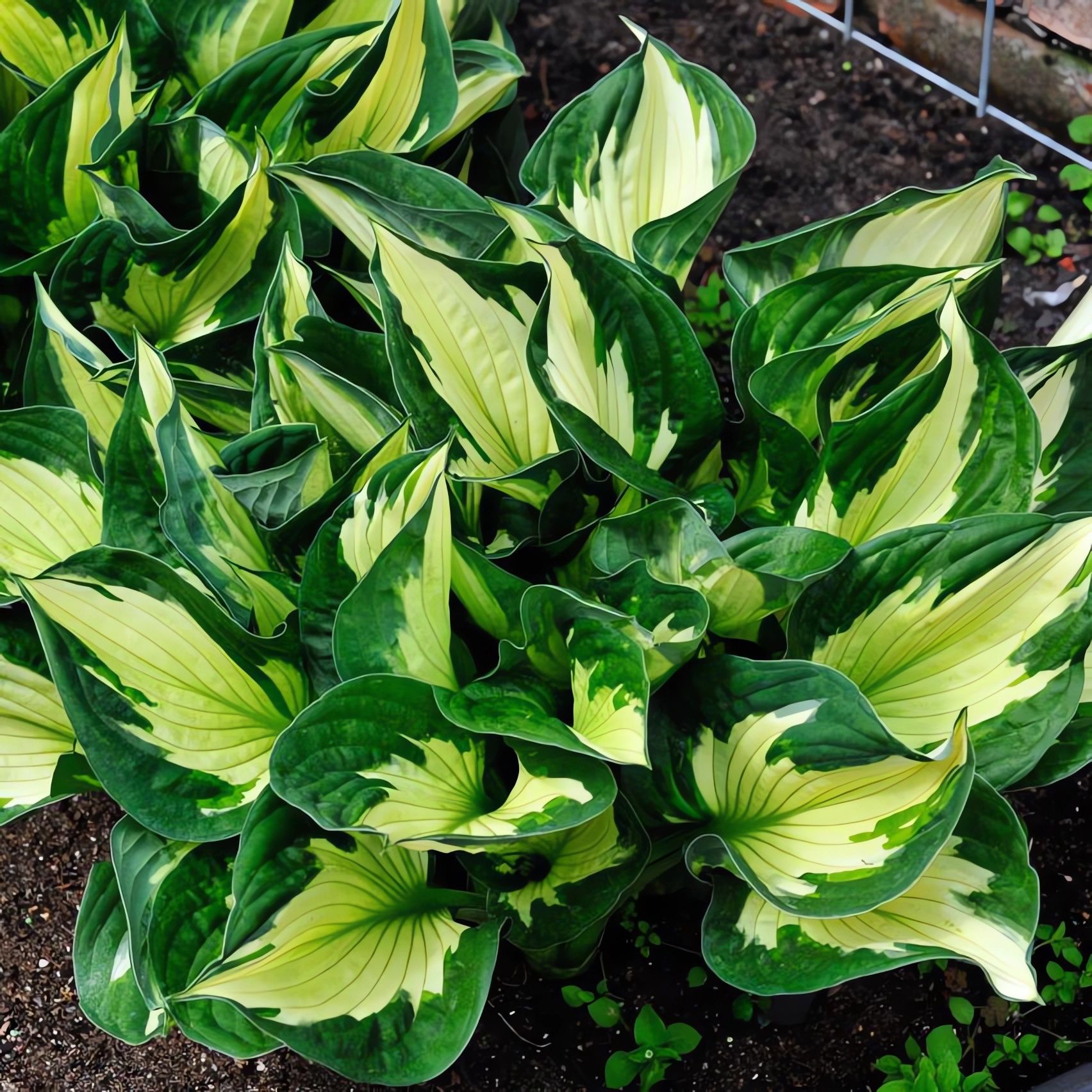 Хоста среднерослая. Хосты солнцевыносливые сорта. Виды хост с названиями и описанием. Хоста хоста прямолистная. Хоста файер фокс.