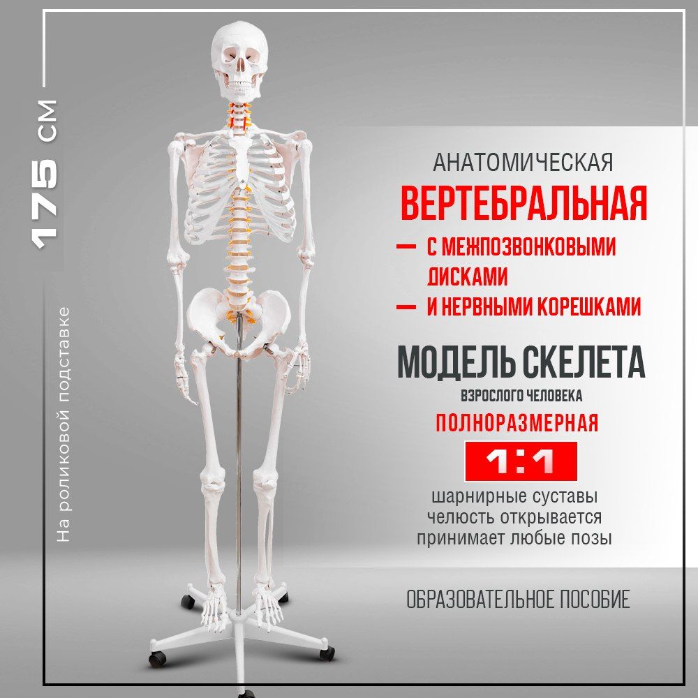 Модель Скелета Человека Купить