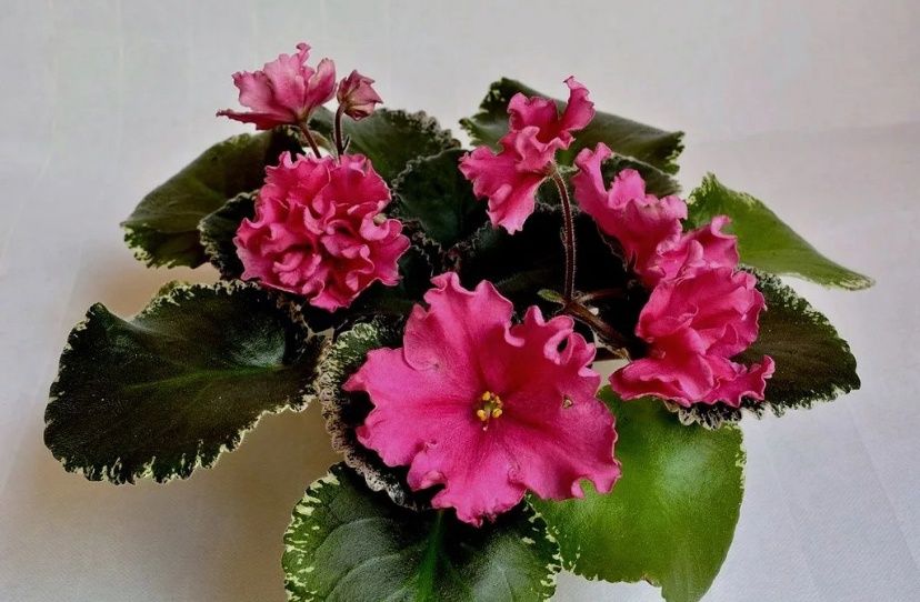 Фиалка сорт алые маки. Фиалка алые маки. Фиалка ек алые маки. Ек алые маки фиалка фото. Фиалка алые маки.