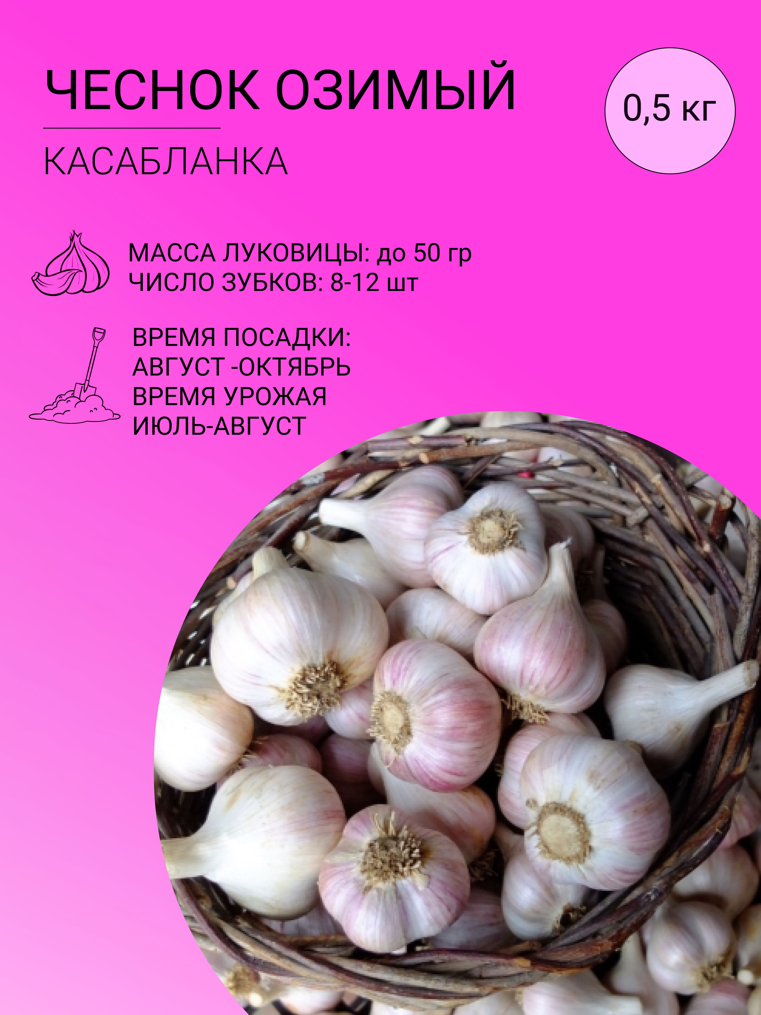 Купить Чеснок Оптом В Беларуси