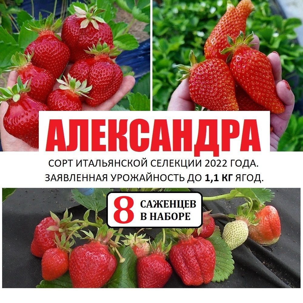 Клубника сорт "Александра", 8 саженцев Р9, Новинка 2022 года