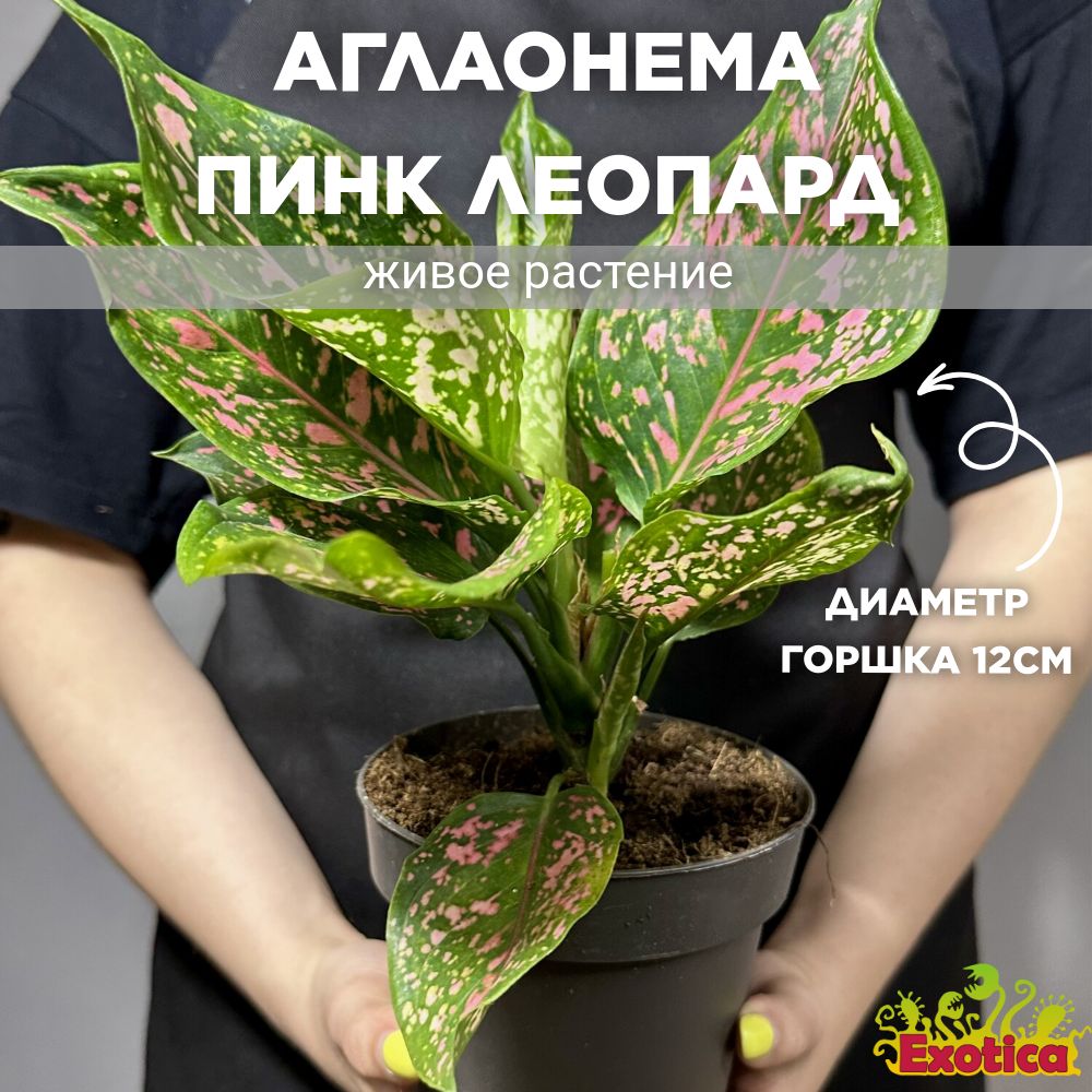 Аглаонема Пинк Леопард (Aglaonema Pink Leopard) D12см