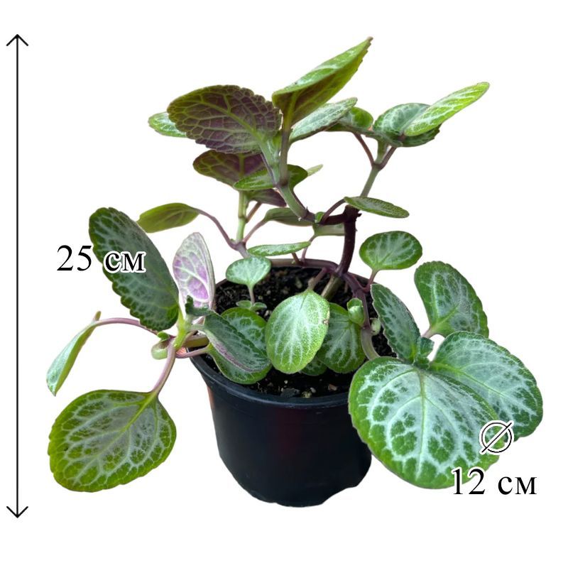 Плектрантус Эртендаля в горшке D-12 живое растение