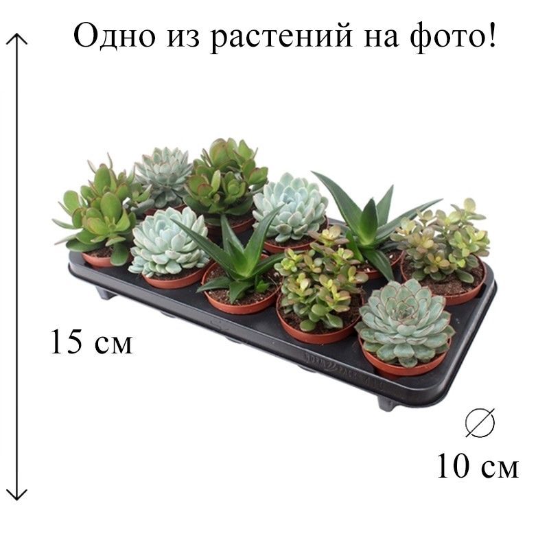 Суккулент микс в горшке D-10 живое растение, 1 шт