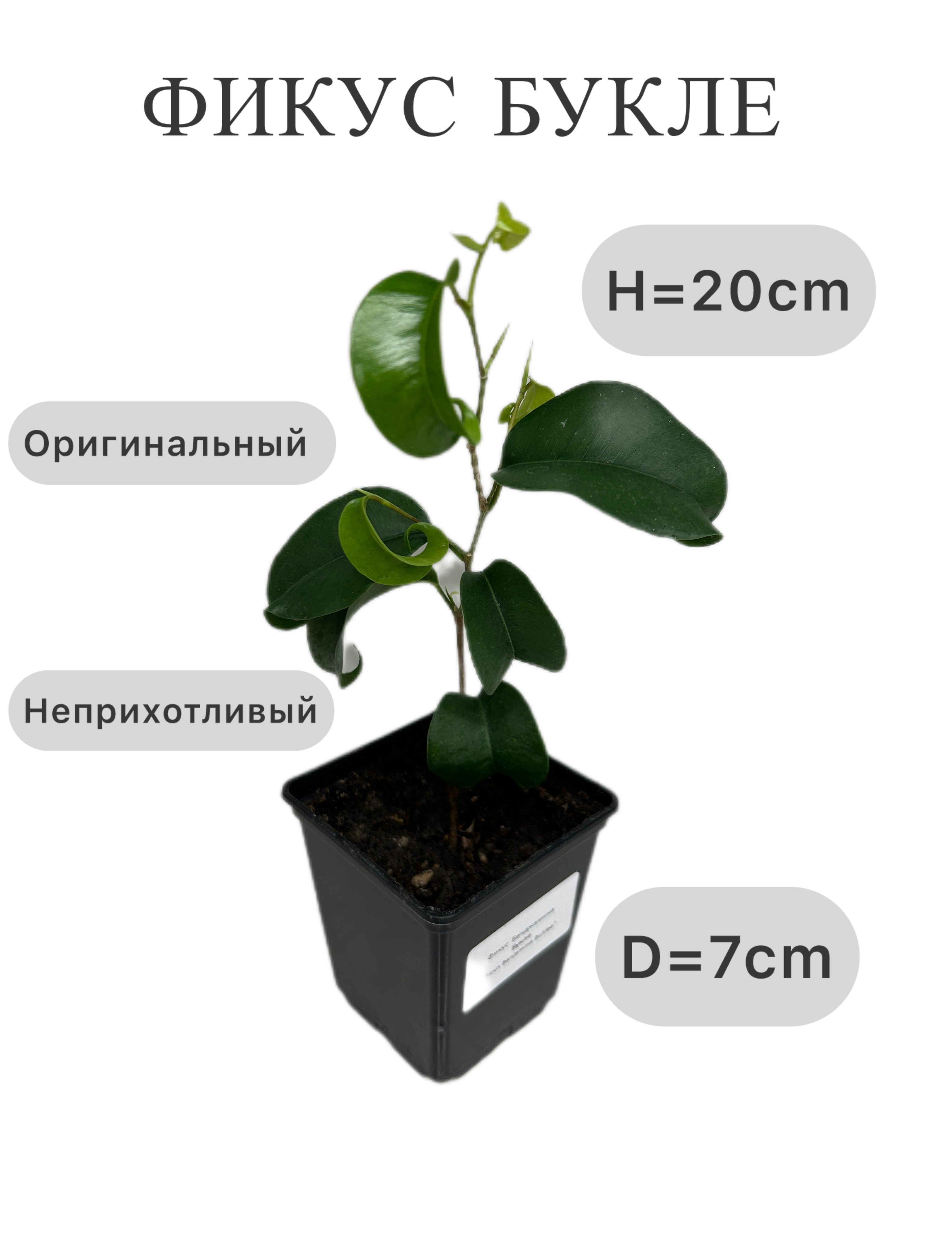Фикус,цветБукле,7см,1шт