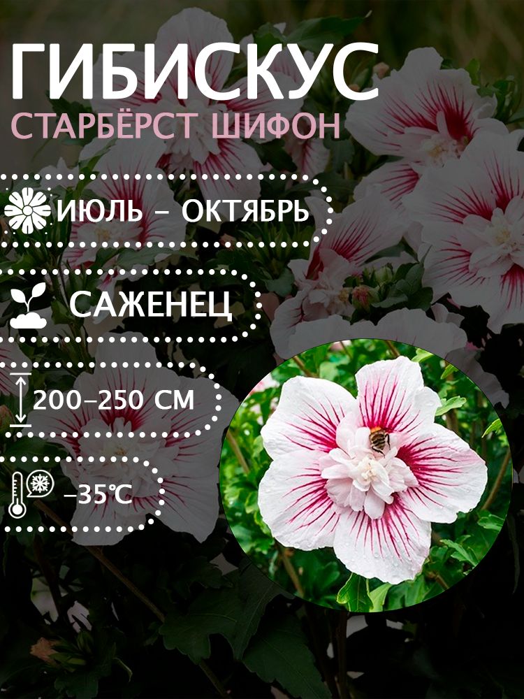Гибискус сирийский "Старбёрст шифон" саженец.