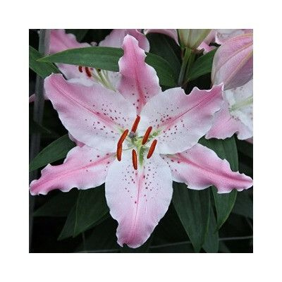 Лилия восточная Lilium Oriental "Petronella" : С2/3 Сибирские газоны - Сибирские