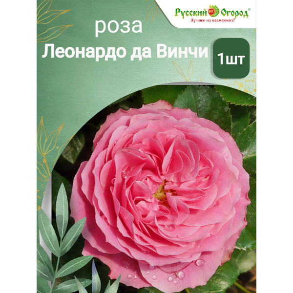 Роза Леонардо да Винчи - купить с доставкой по выгодным ценам в ...