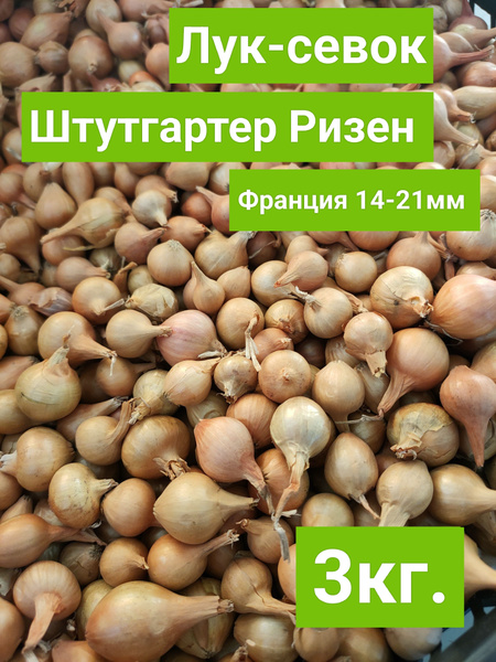 Лук-севок сорт Штутгартер Ризен 3кг. (Голландия) купить на OZON по ...