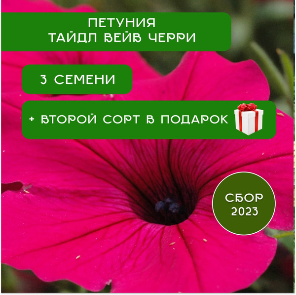 Петуния - купить по выгодным ценам в интернет-магазине OZON (1480897835)