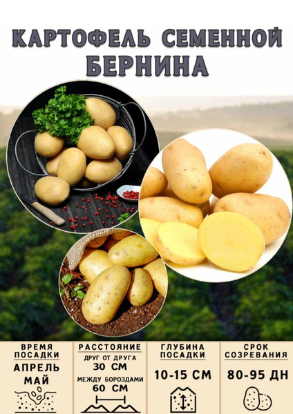 картофель семенной на посадку Бернина 2кг. купить на OZON по низкой ...
