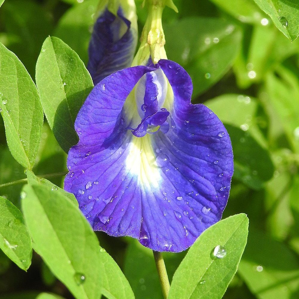 Clitoria Pictures