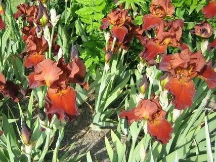 Характеристики Ирис бородатый Султан Пэлас подробное описание товара ...