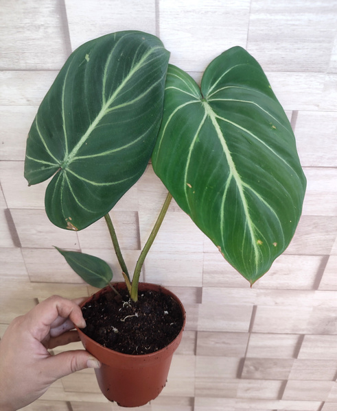 Филодендрон Зеленый, 12 дм, 1 шт - купить по выгодной цене в интернет ...