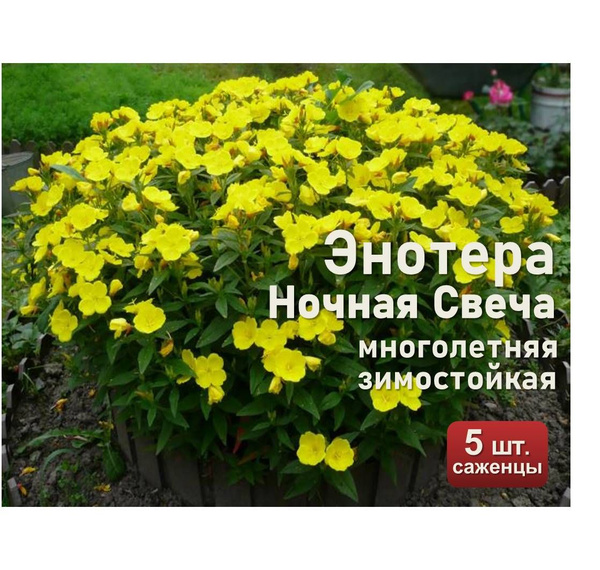 Энотера НОЧНАЯ СВЕЧА многолетняя, зимостойкая, саженец 5 шт. - купить с ...
