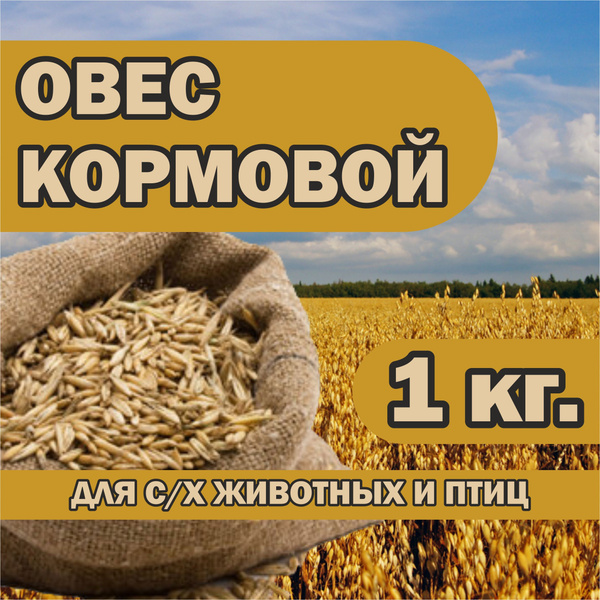 Овес кормовой 1 кг. - купить с доставкой по выгодным ценам в интернет ...