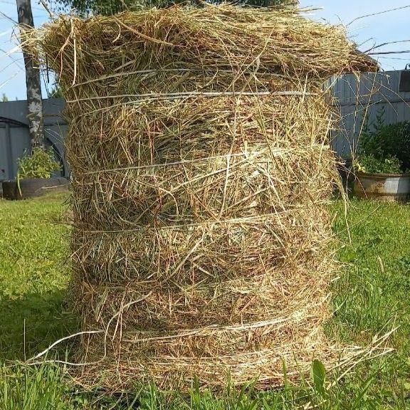 Сено для подстилки грызунов 3,5 кг - купить с доставкой по выгодным ...