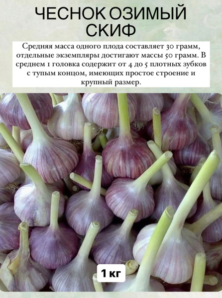 Луковицы Чеснок купить по выгодной цене в интернет-магазине OZON ...