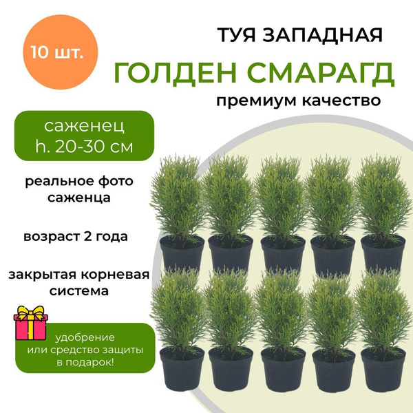 Туя Голден Смарагд 10 шт, h. 20-30 см, 2х летний саженец, закрытая ...