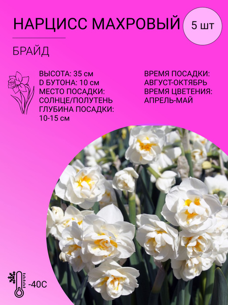 Нарцисс махровый, многолетние луковичные цветы, 5 шт купить на OZON по ...