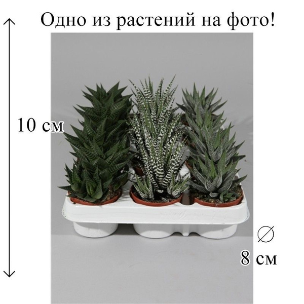 Хавортия микс 8/10 CF, 1 растение купить на OZON по низкой цене ...