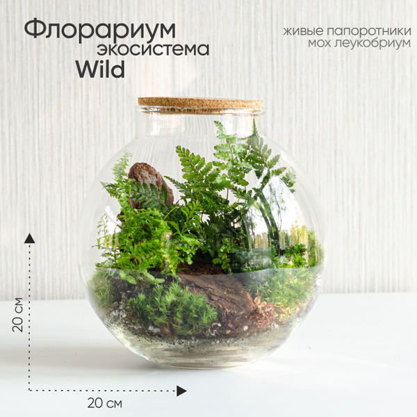 Флорариум стеклянный с живыми папоротниками и мхом Wild, 20 см ...