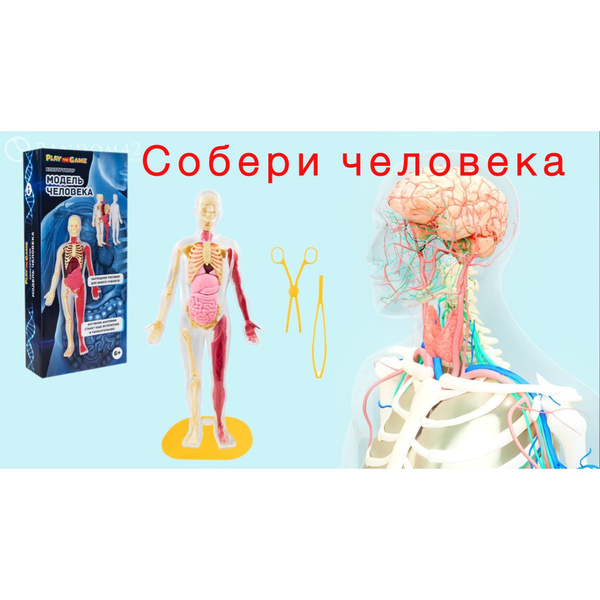 Конструктор "Модель человека" купить на OZON по низкой цене (1778076953)