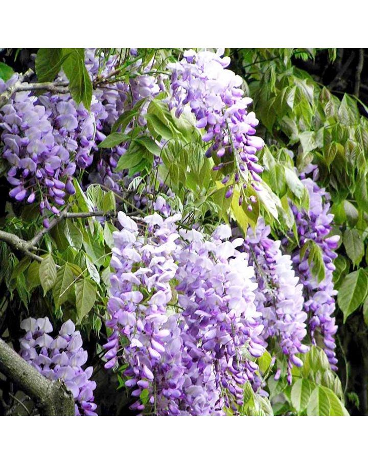 Глициния Купить Саженец