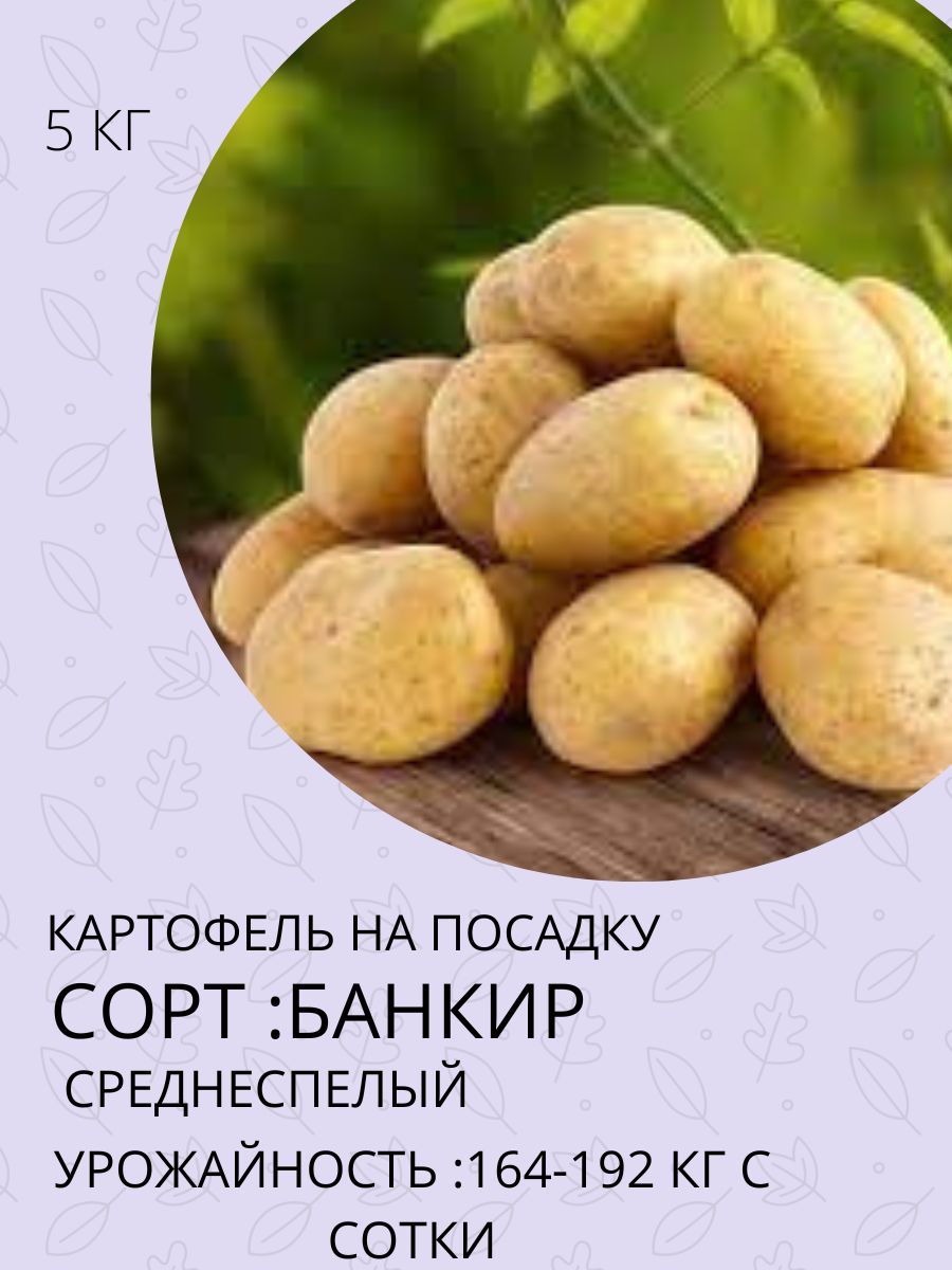 Сорт картофеля эльмундо. Картофель банкир. Сорт картофеля банкир. Картофель сорт пензенская скороспелка. Картофель лакомка.