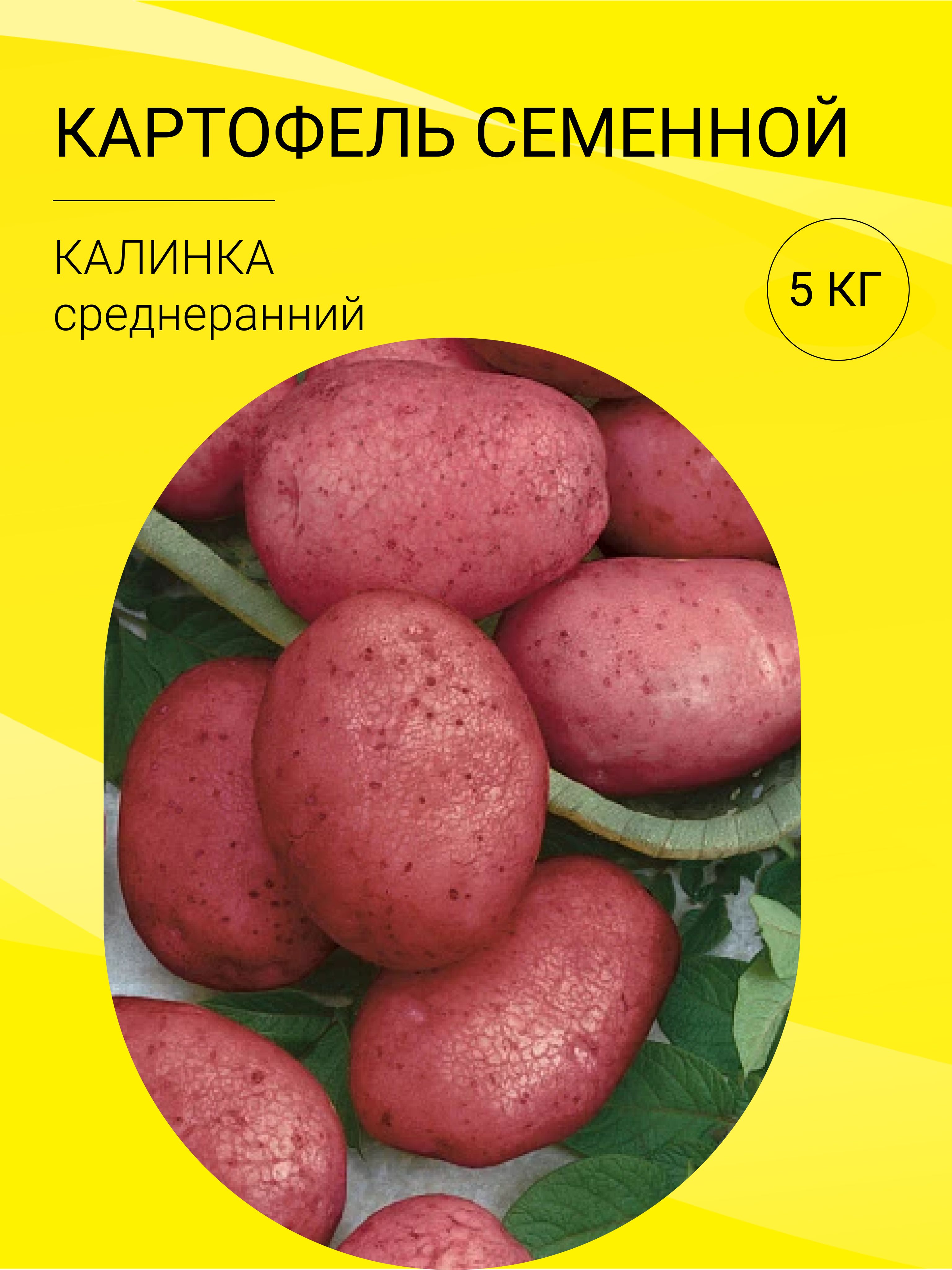 Картофель семенной беллароза. Картофель калинка описание сорта. Картофель калинка описание сорта фото отзывы. Картофель калинка описание сорта фото отзывы. Картофель мерлот.