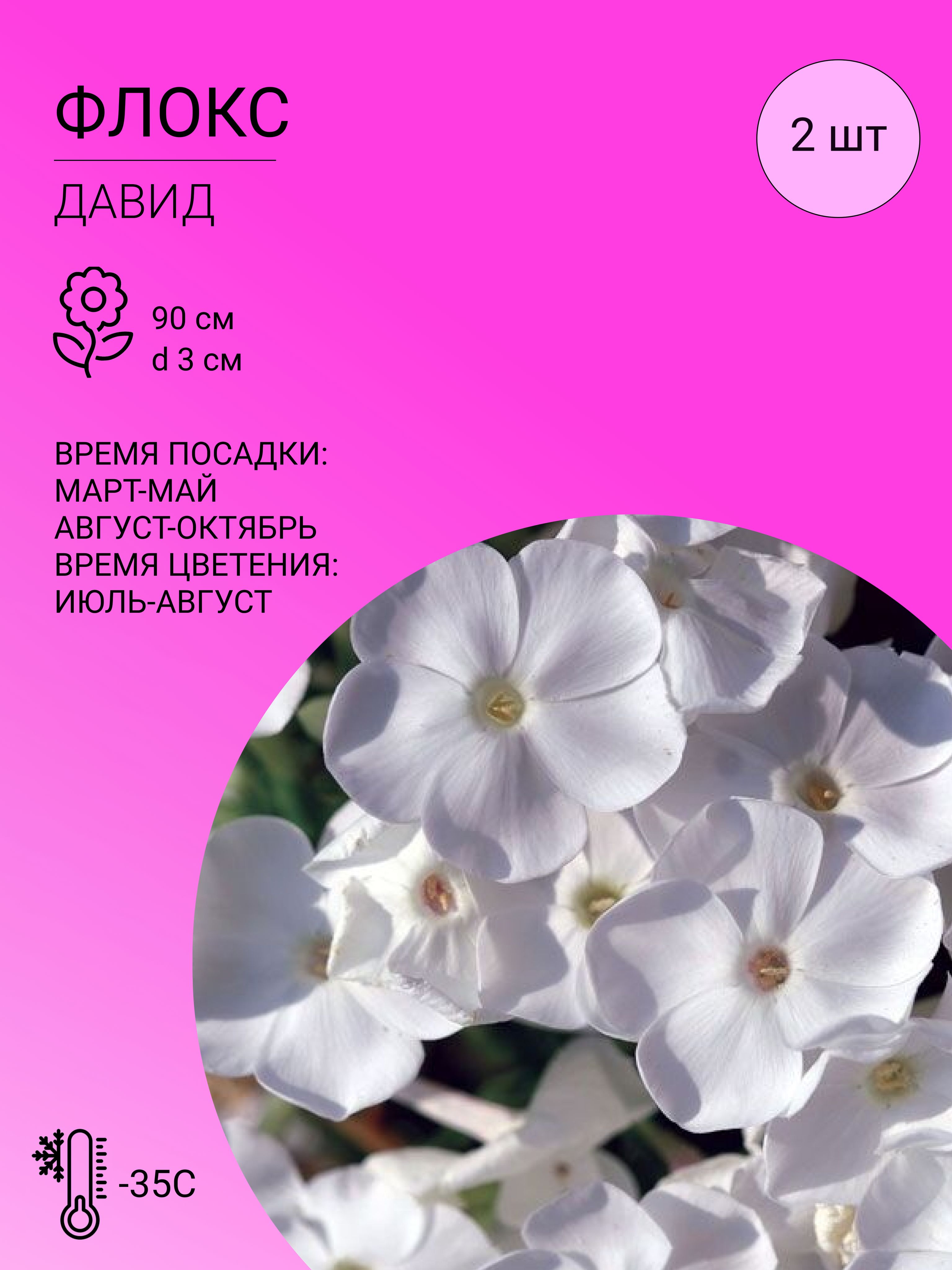 Флоксы характеристика