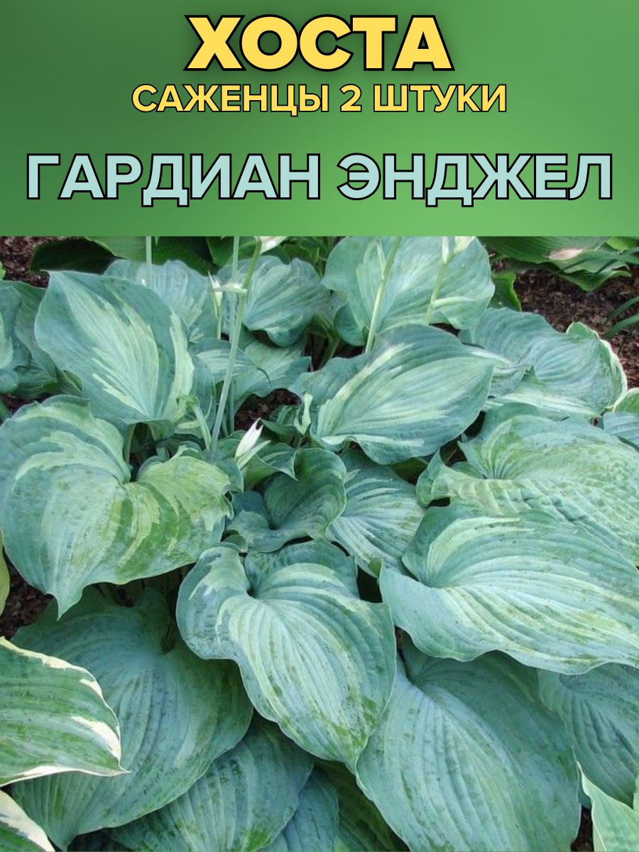 Хоста Ангел Фото