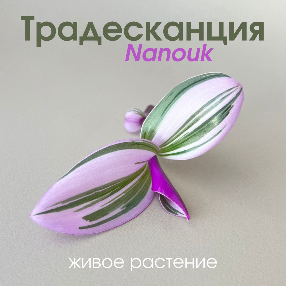 Традесканция Nanouk - купить по выгодной цене в интернет-магазине OZON  (1440301245)