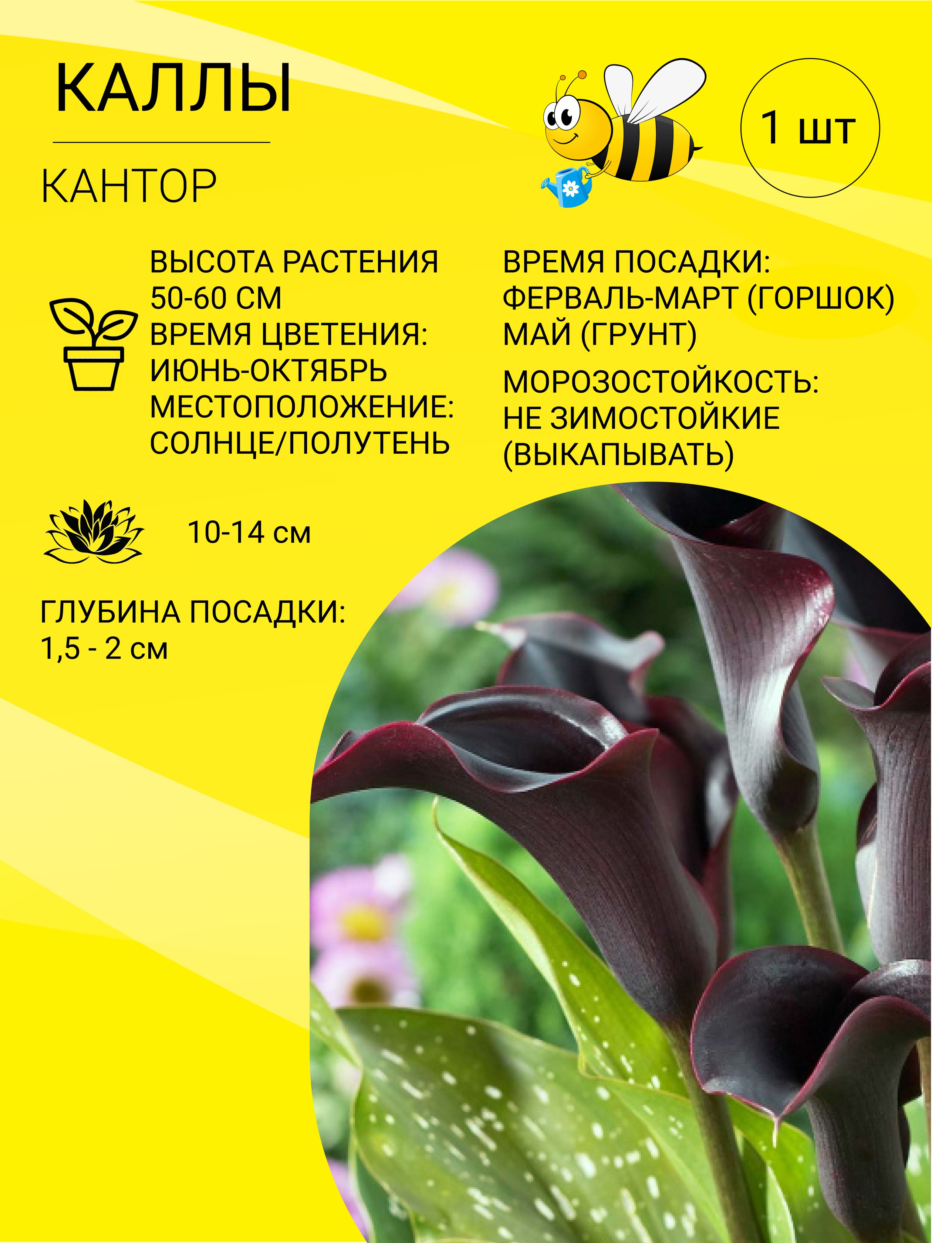 Когда нужно выкапывать каллы на хранение. Клубни каллы.