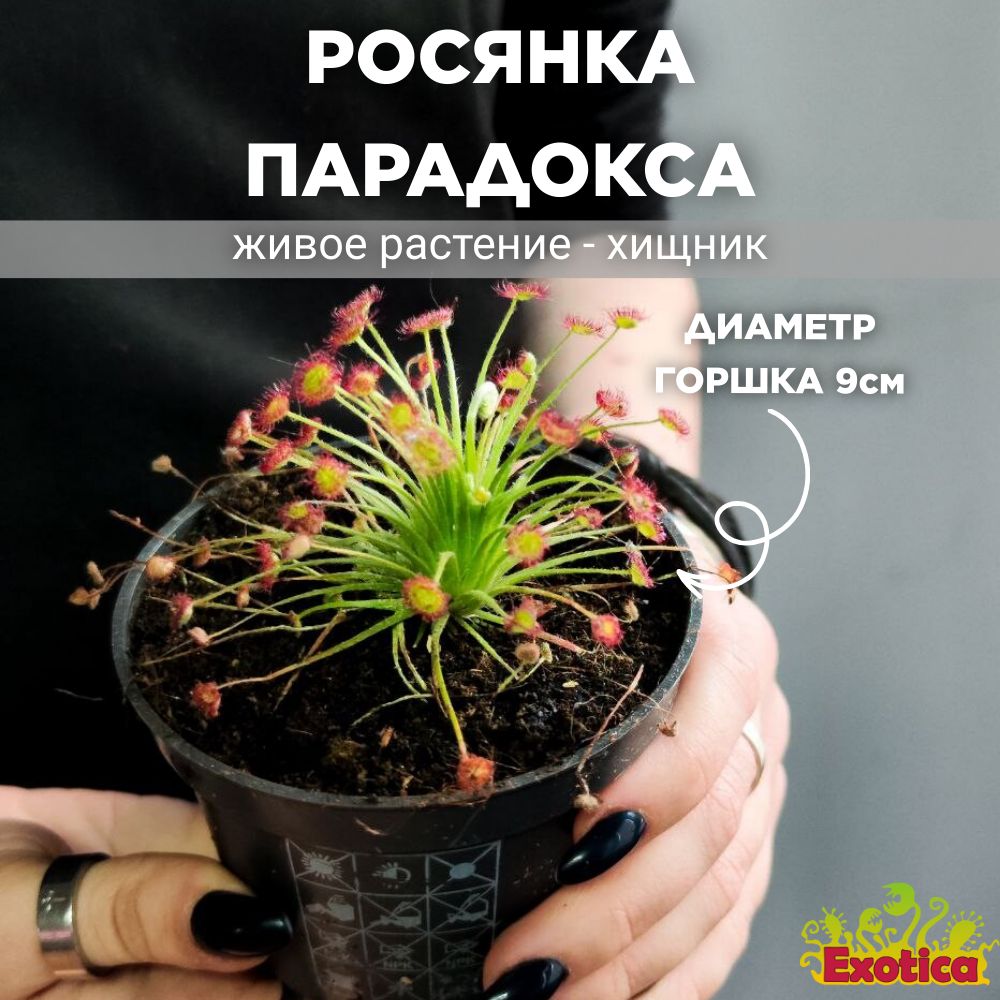 Росянка Парадокса (Drosera Paradoxa) D9см