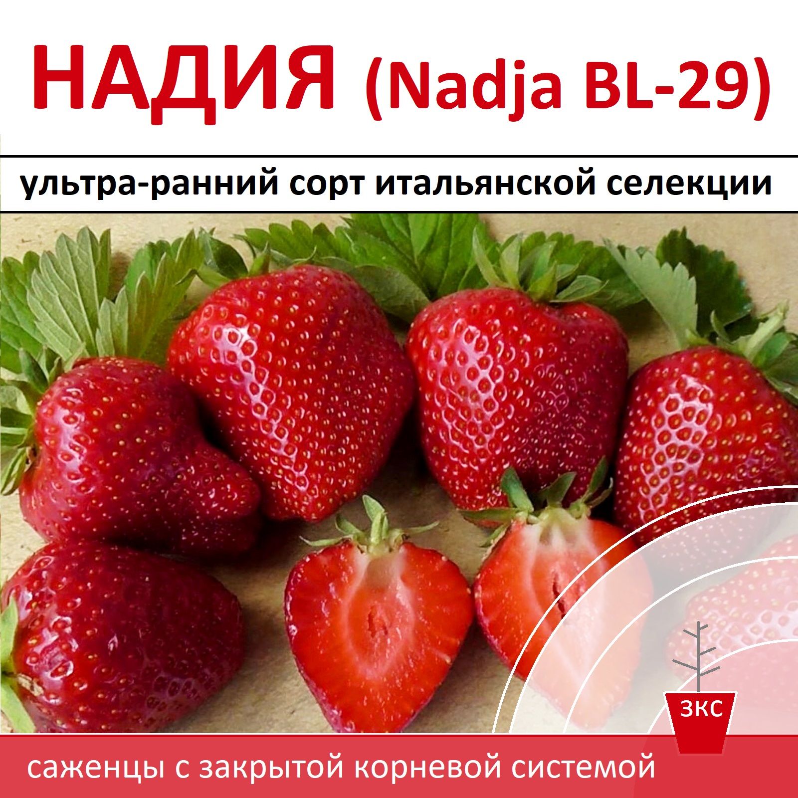 Клубника сорт 2021-22 года "Надия (BL-29)" 4 шт. в горшках Р9