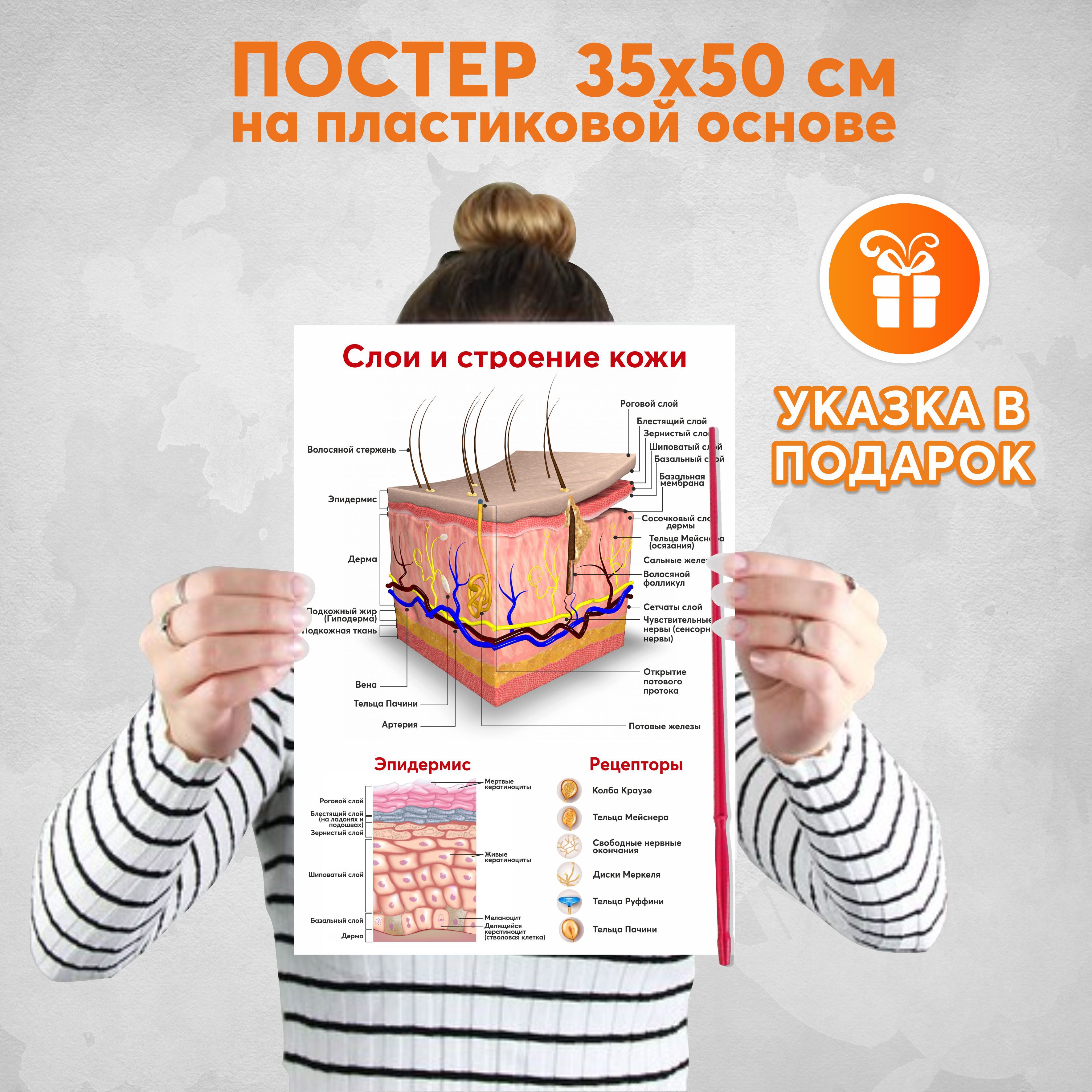 Плакат строение кожи на пластиковой основе 3 мм./Постер на стену 35х50 см