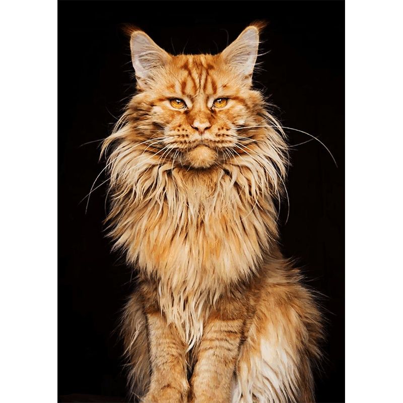 Мейн кун лев. Мэйнкун стрижка подо льва. Мейн кун лев. Стрижка мейн куна подо льва. Мейн кун стрижка лев.