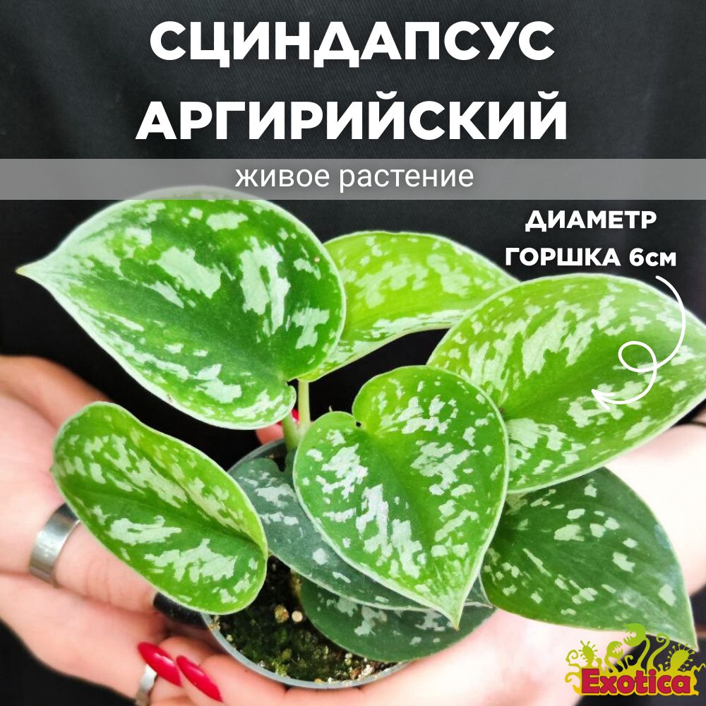 Сциндапсус Exotica Scindapsus Pictus Argyraeus, 6 дм, 01774 шт - купить по  выгодной цене в интернет-магазине OZON (1292425145)