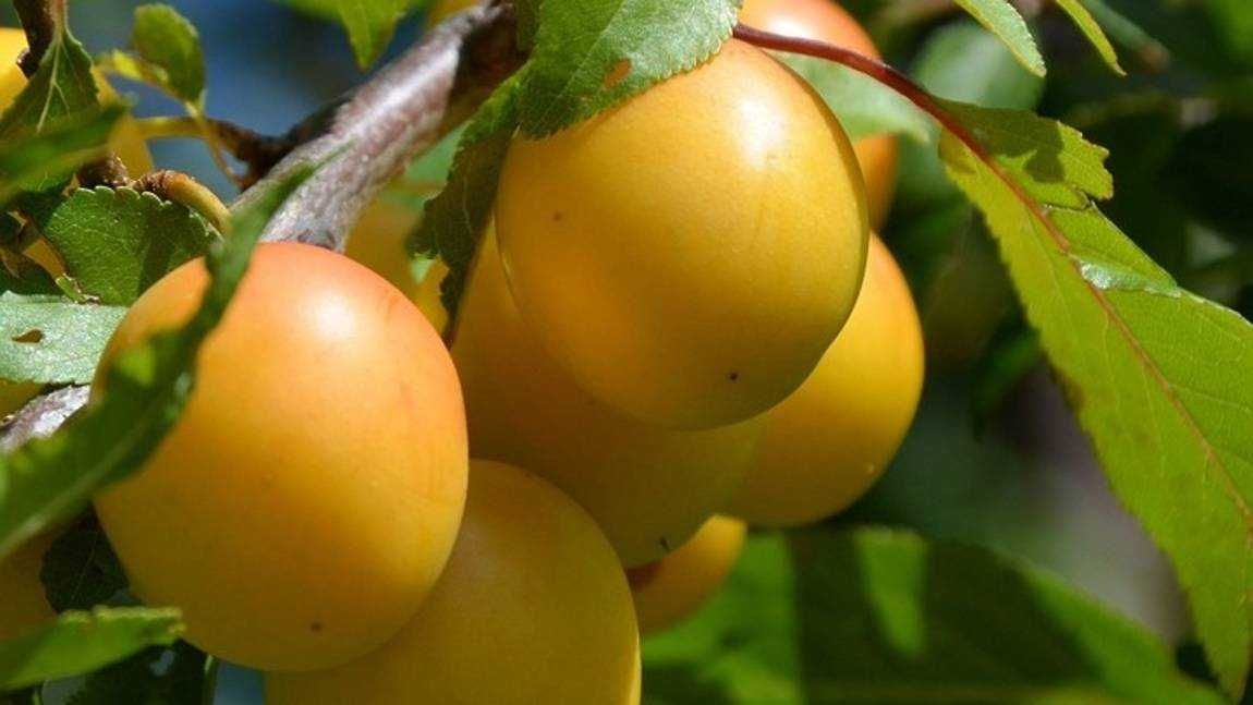 Алыча сорт гек. Слива желтая на белом фоне. Алыча гибридная иволга. Алыча клеопатра. Дикая алыча.