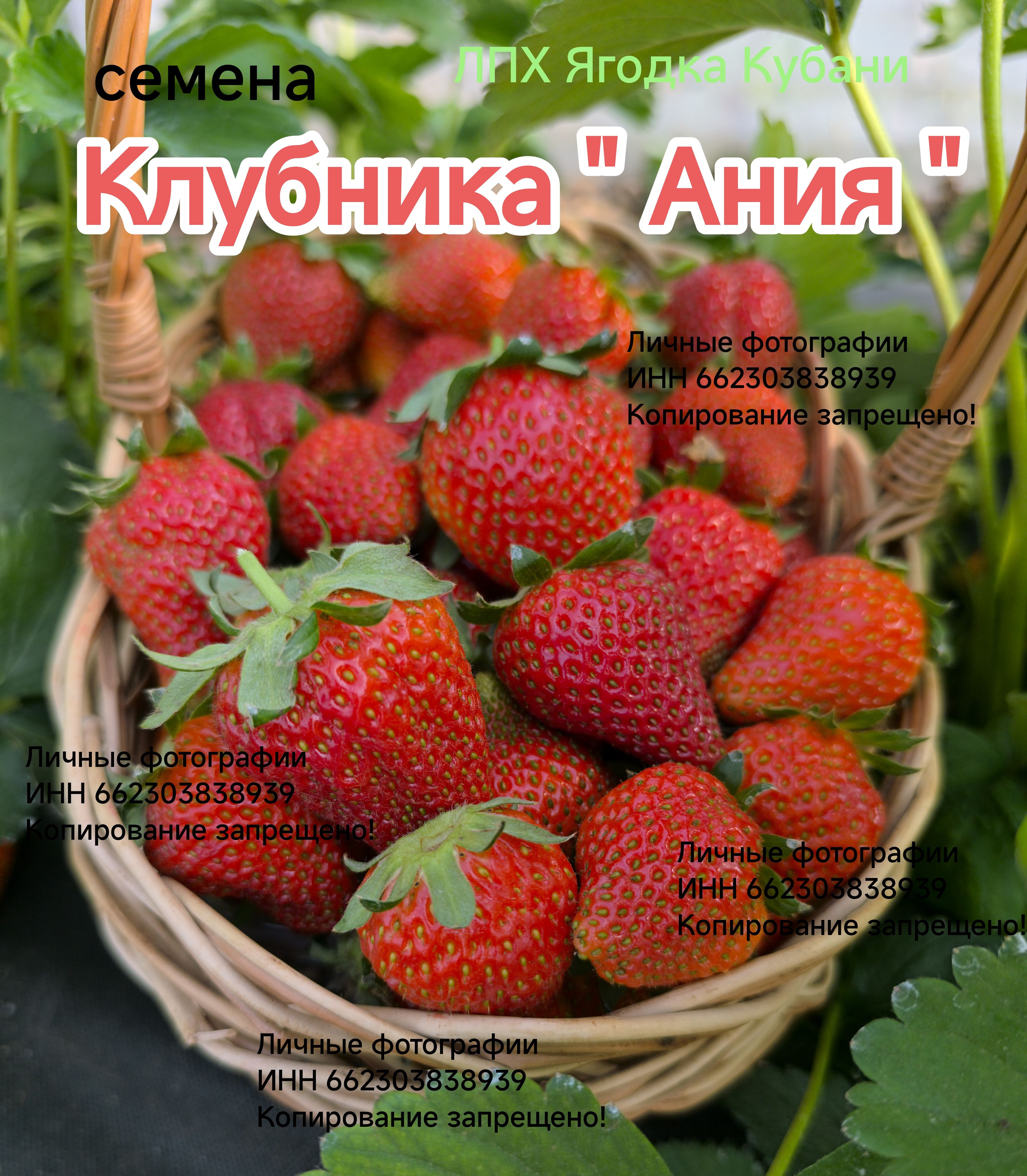 Земляника и клубника ЛПХ Ягодка Кубани Клубника 