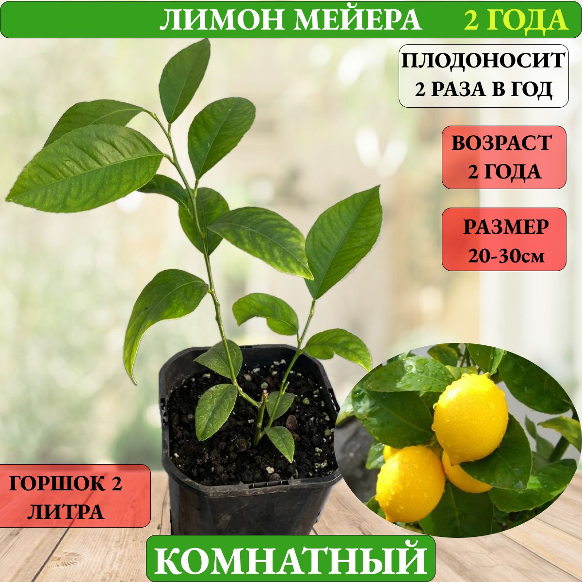 Купить Саженцы Лимона