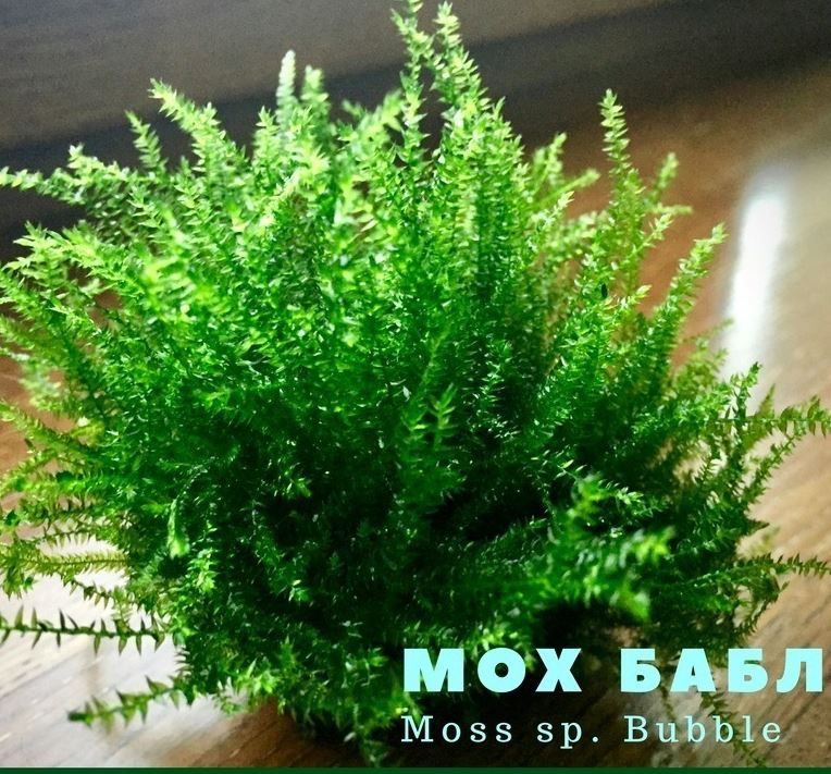 Аквариумный мох Бабл - Moss sp. Bubble. Живое растение для аквариума.