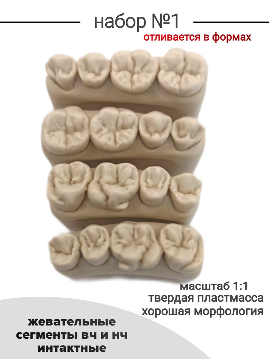 Набор №1 Зубы учебные для реставрации, стоматологический фантом. Жевательные сегменты верхней и нижней челюсти интактные 4 шт ,бежевый