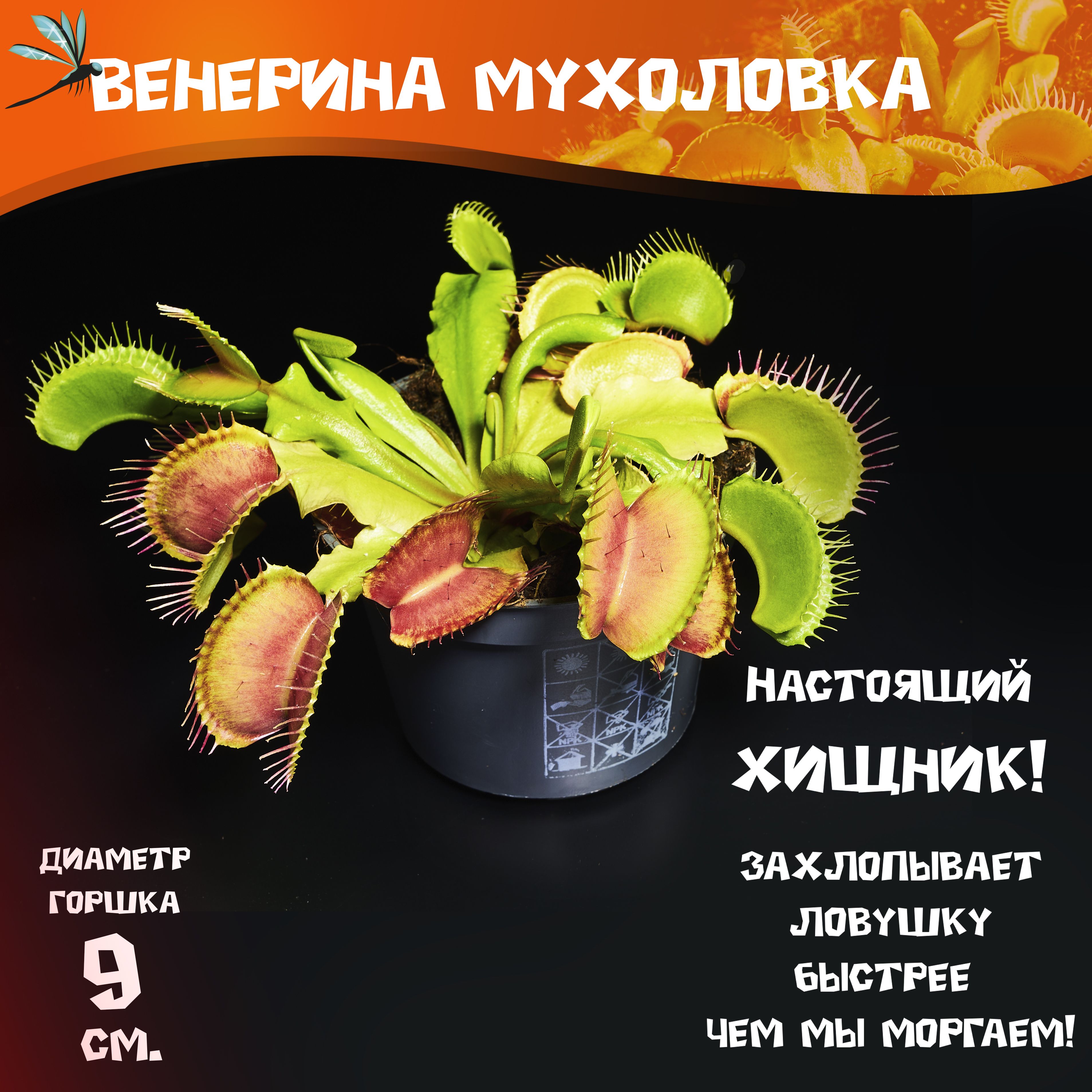 Flowerrr Дионея (Венерина Мухоловка), цвет серый, 9 см, 1 шт