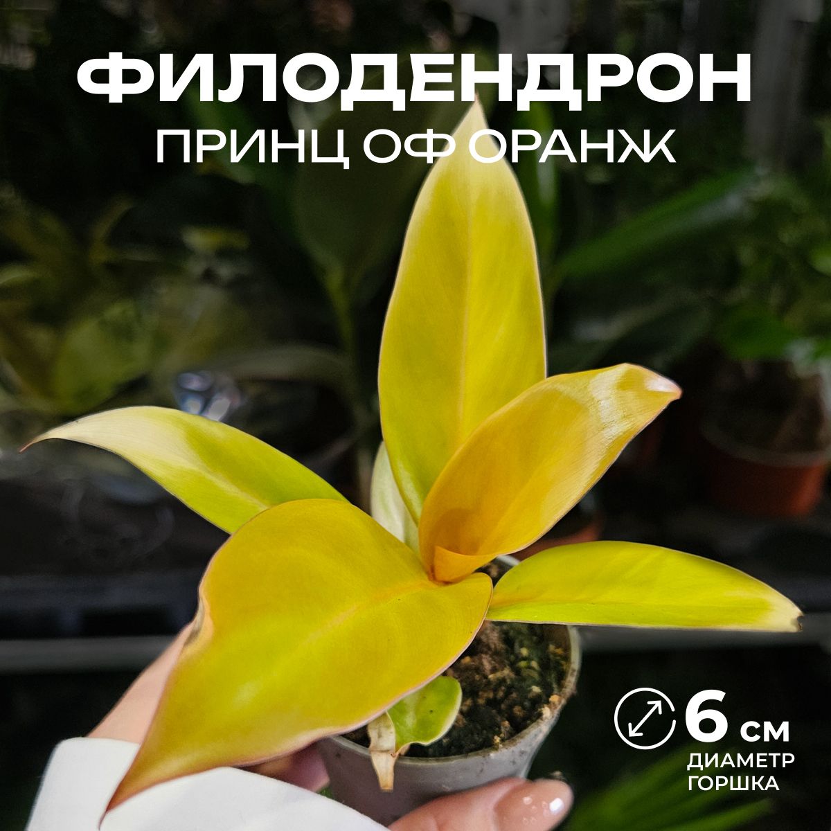 Филодендрон оранж 6 10