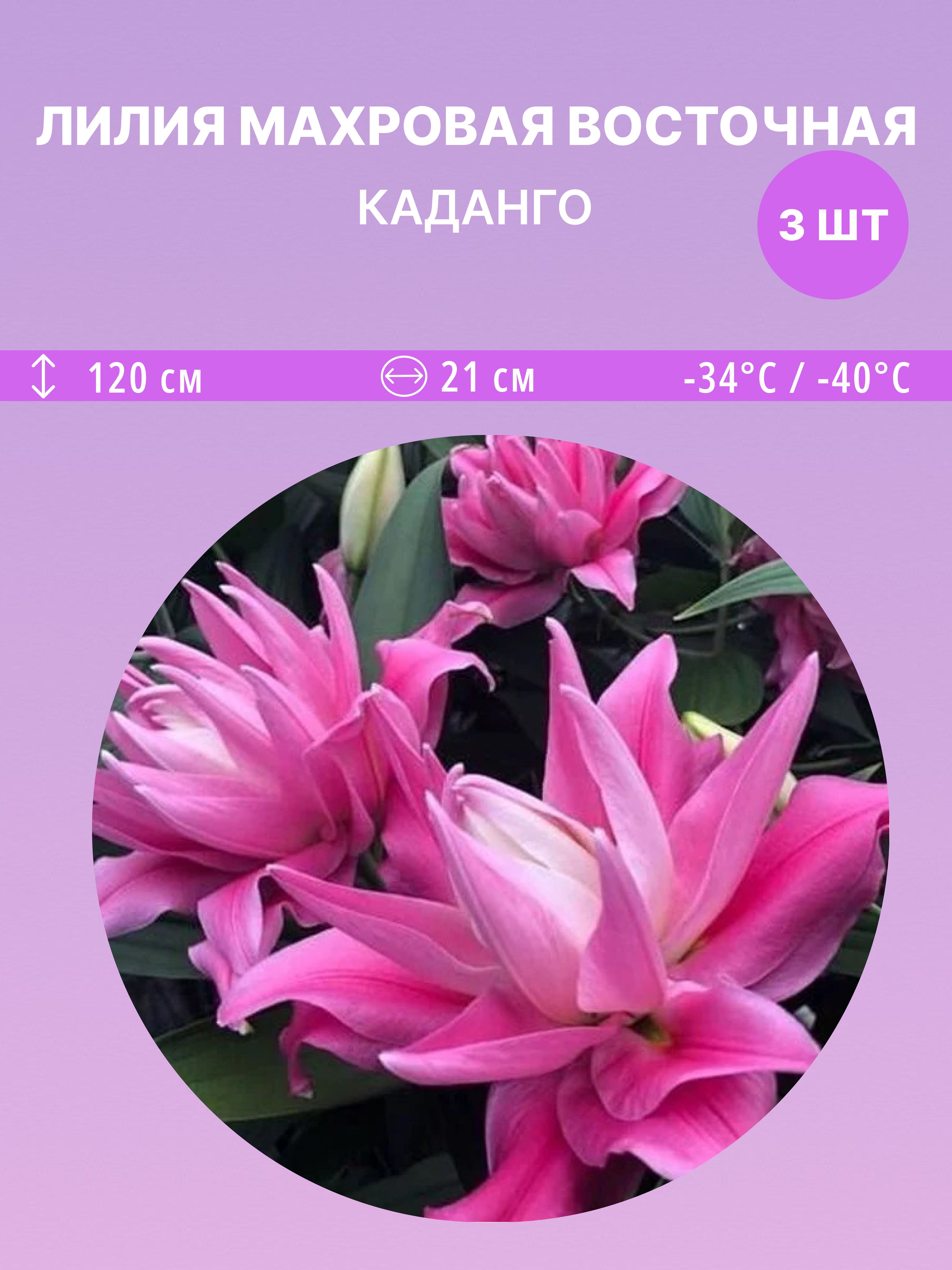 ЛилиявосточнаяКаданго,многолетниецветыдлясадаидачи3луковицы